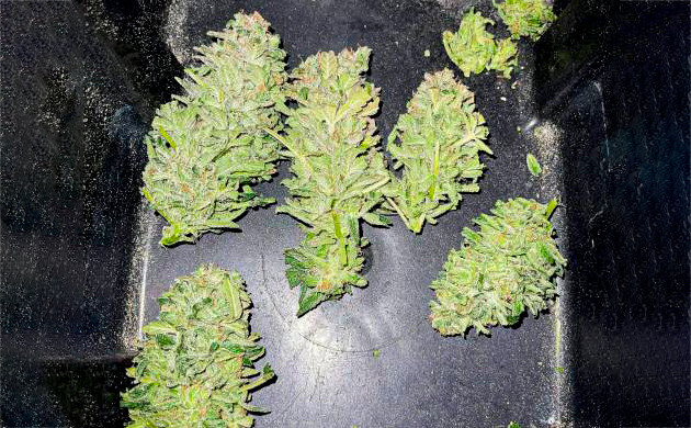 Собранные шишки