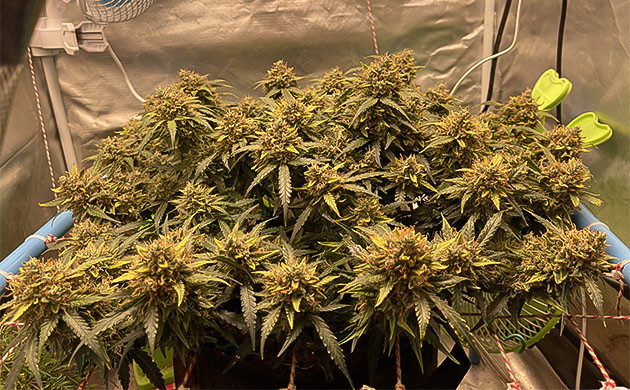 Куст конопли с крупными созревшими соцветиями