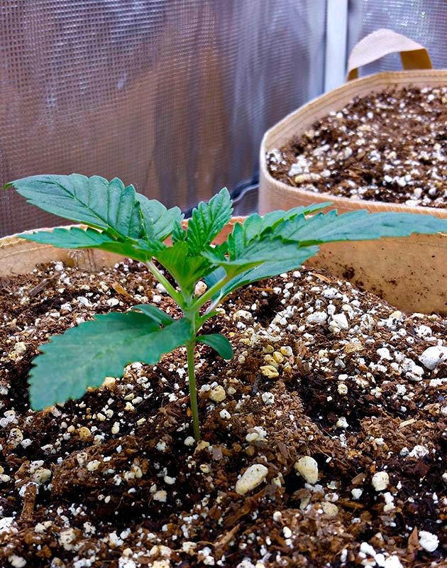 2 неделя выращивания