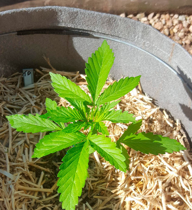 Куст конопли в тканевом горшке