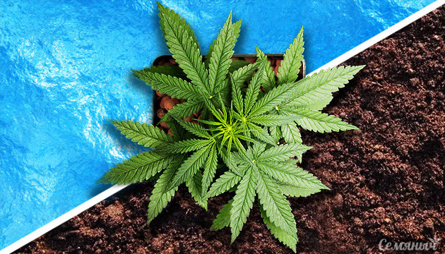 Сравнение почвы и гидропоники