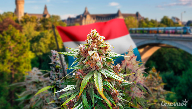 Легализация конопли в Люксембурге