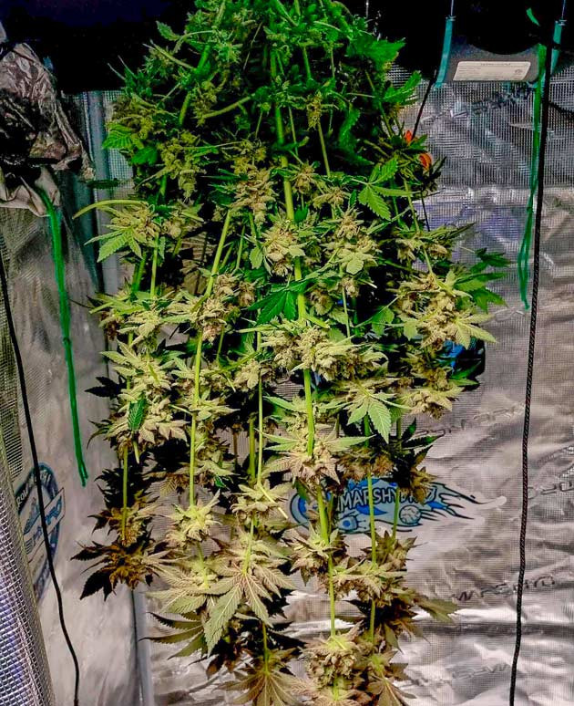 Марихуана сорта Runtz на сушке