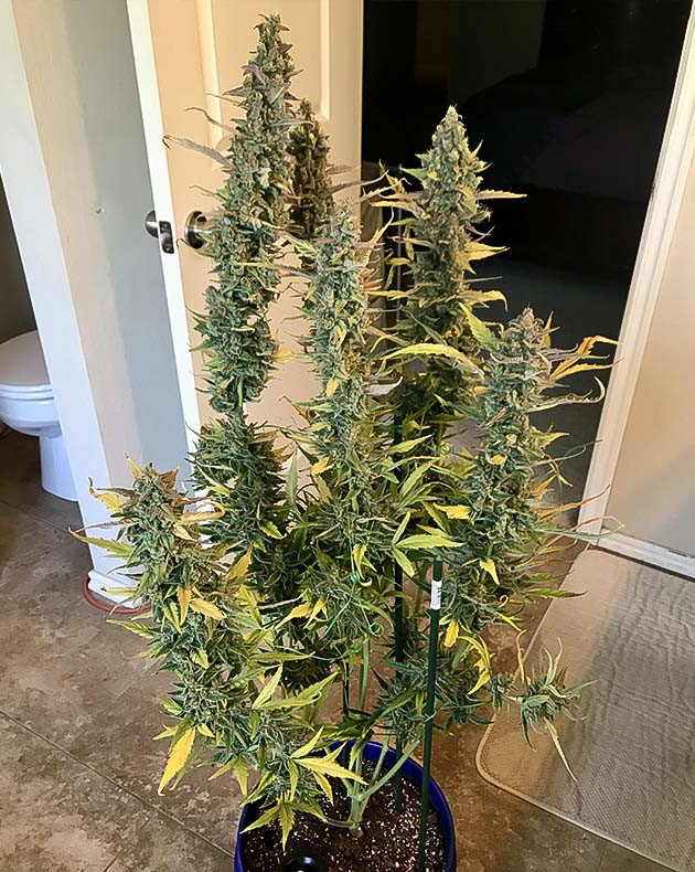 Куст на 10 неделе выращивания