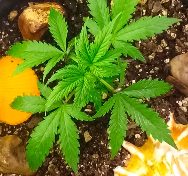 4 неделя роста конопли