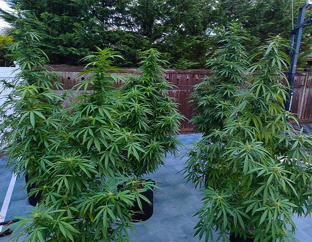 Выращивание растения Wedding Gelato без тренировок Перевод на цветение растения Wedding Gelato