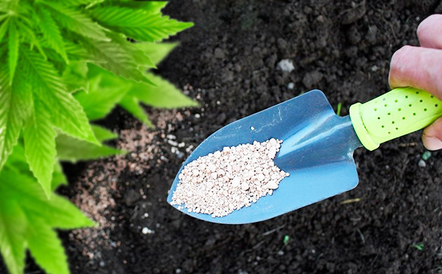 Диатомовая земля против насекомых