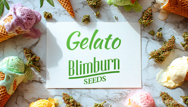 Гроурепорт сорта Gelato от Blimburn Seeds