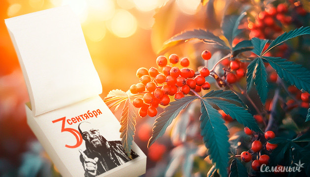 Костры рябин и любимые сорта Сорта конопли на 3-е сентября от Шуфутинского