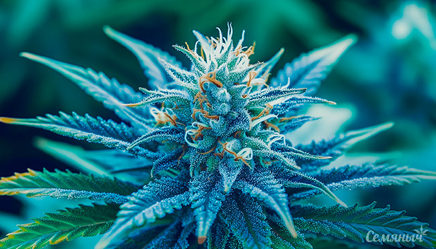Сорт конопли Blue Dream