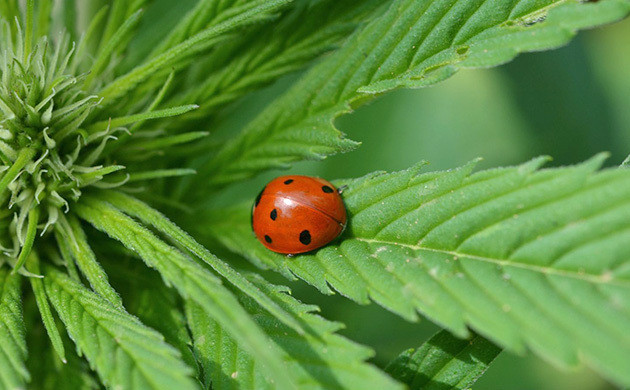 Божьи коровки как альтернатива пестицидам Божьи коровки против вредителей конопли