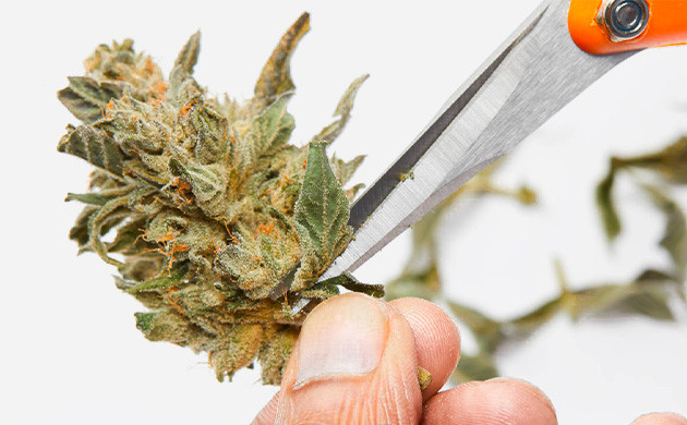 Сухой маникюр марихуаны