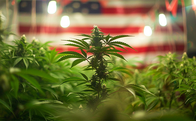 Промышленная конопля и её использование в Америке