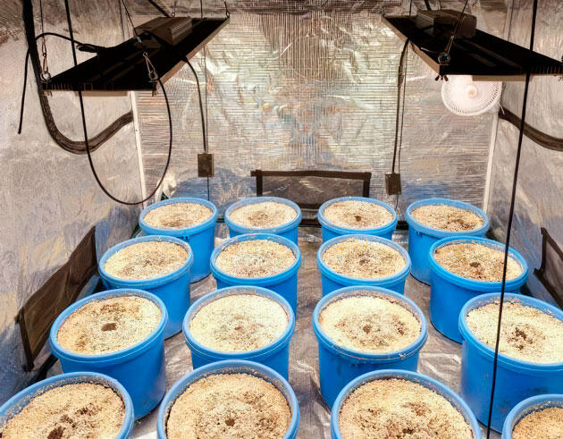 Проращивание Mimosa X Orange Punch