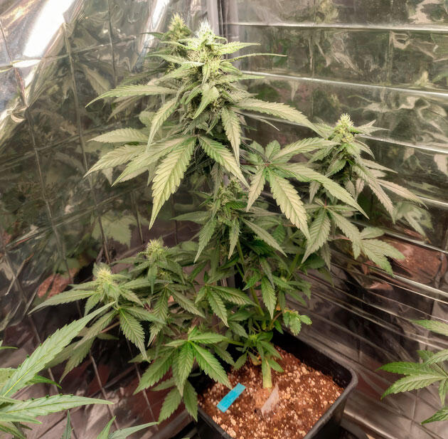 Куст Strawberry Gorilla Auto на стадии цветения