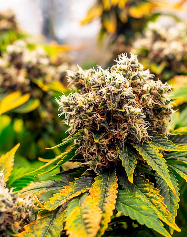 Соцветия перед харвестом