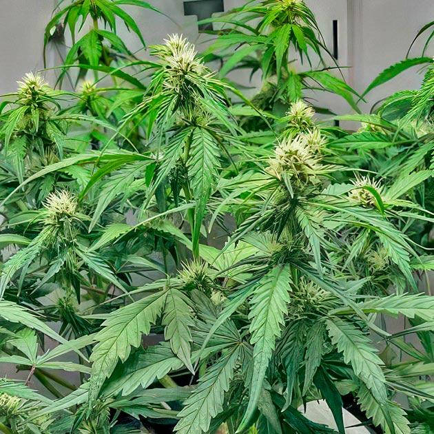 Марихуана на цветении