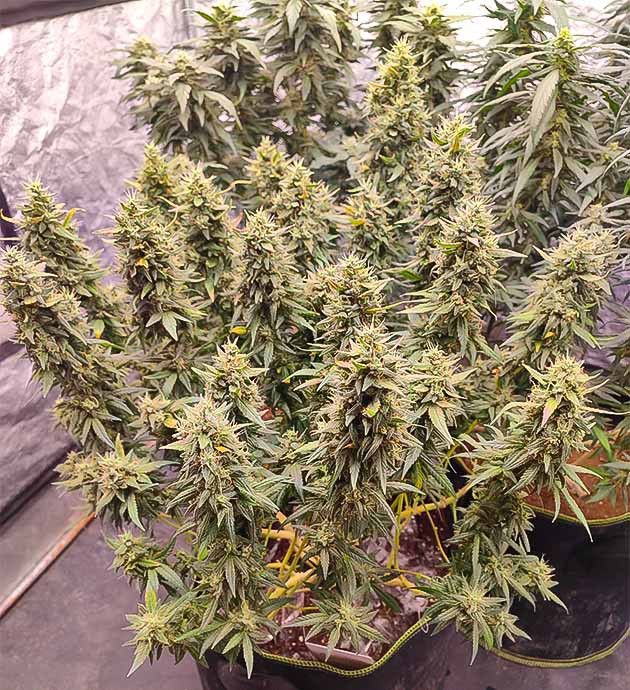 Куст Gorilla Cookies FF от FastBuds на последней неделе выращивания