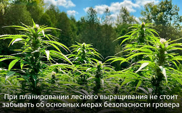 Особенности выращивания конопли в природной среде Растения конопли в естественной лесной экосистеме