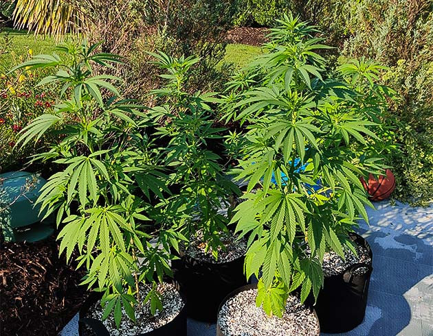 Кусты Wedding Gelato в ауте Погодные условия при выращивании Wedding Gelato