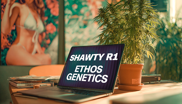 Гроурепорт сорта Shawty R1 fem от сидбанка Ethos Genetics