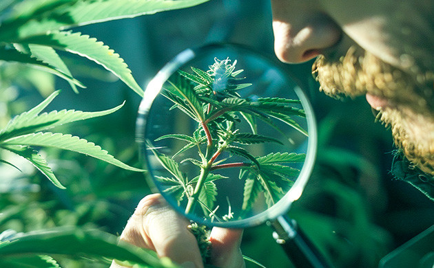 Обнаружение и борьба с микроклещами Стратегии избавления от клещей