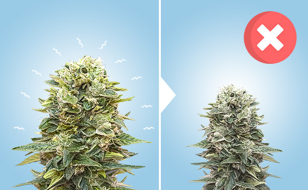 Стрессы, негативно влияющие развитие каннабиса