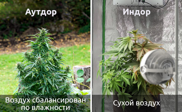 причины ветрового ожога конопли Почему ветер обжигает листья конопли