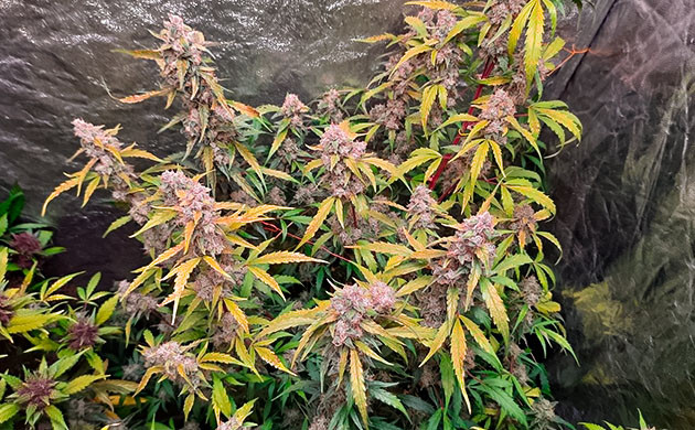 Выращивание конопли Johnny Cage Auto