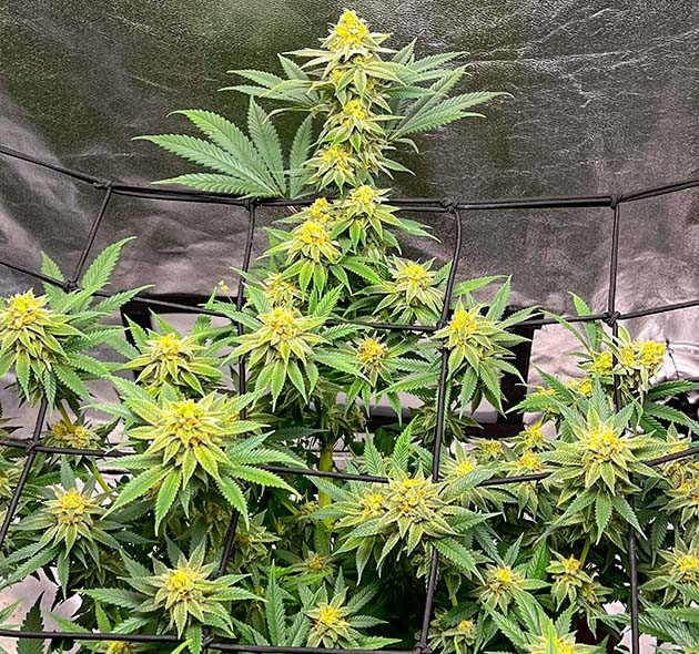 Куст Sugar Bomb Punch на цветении