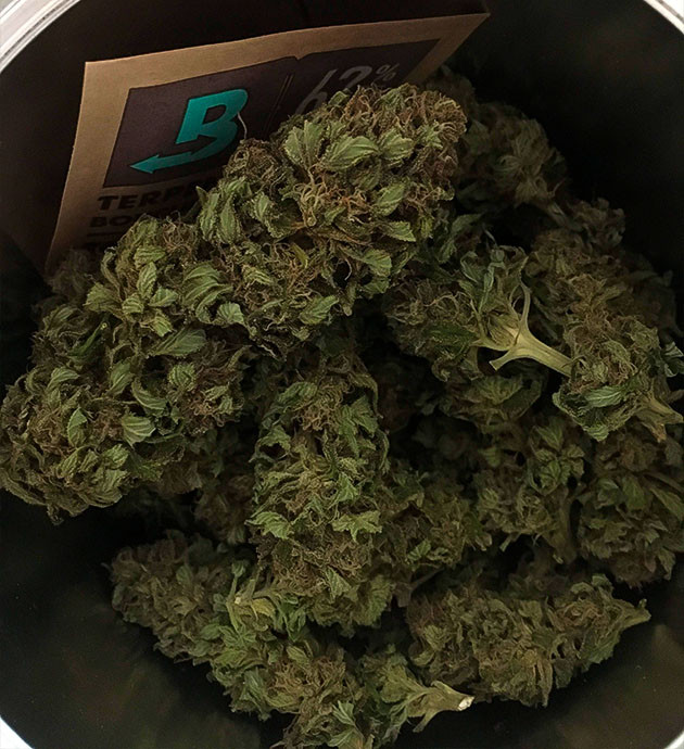 Сухой урожай с первого куста Шишки после сушки