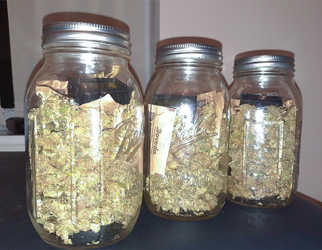 Сбор урожая с кустов Jack 47 Сбор урожая Jack 47