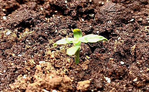 Росток Florida Sunrise Auto от 7CH American на 1 неделе