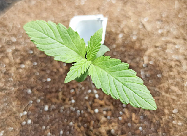 Световой режим и удобрения для Tropicana Cookies Auto