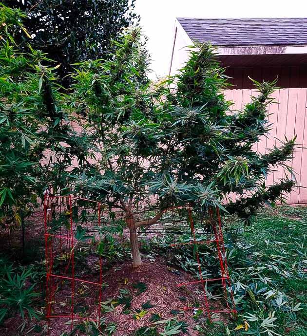 Серая гниль на бутонах конопли перед ранним харвестом