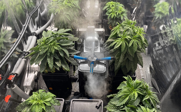 Топпинг на 5 и 6 неделе Кусты высотой 33 см