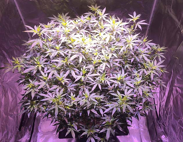 Blueberry Muffin: пестики и бутоны