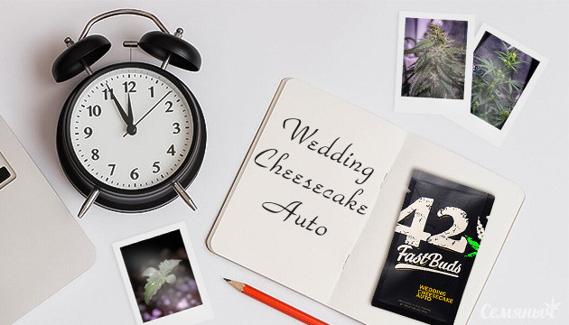Гроурепорт сорта конопли Wedding Cheesecake Auto
