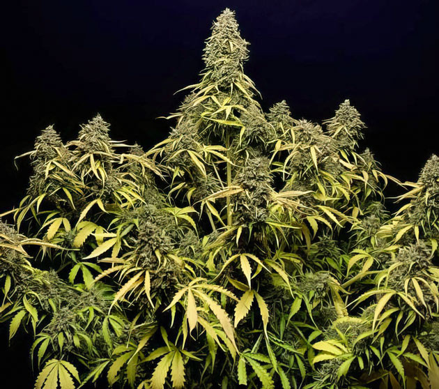 Куст Strawberry Gorilla Auto на 11 неделе