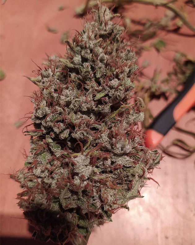 Сухая шишка Auto Night Queen Соцветие после просушки