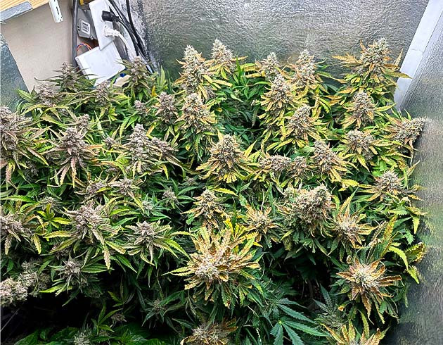 Куст перед харвестом