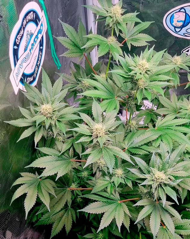 Здоровый и крепкий куст конопли сорта Runtz