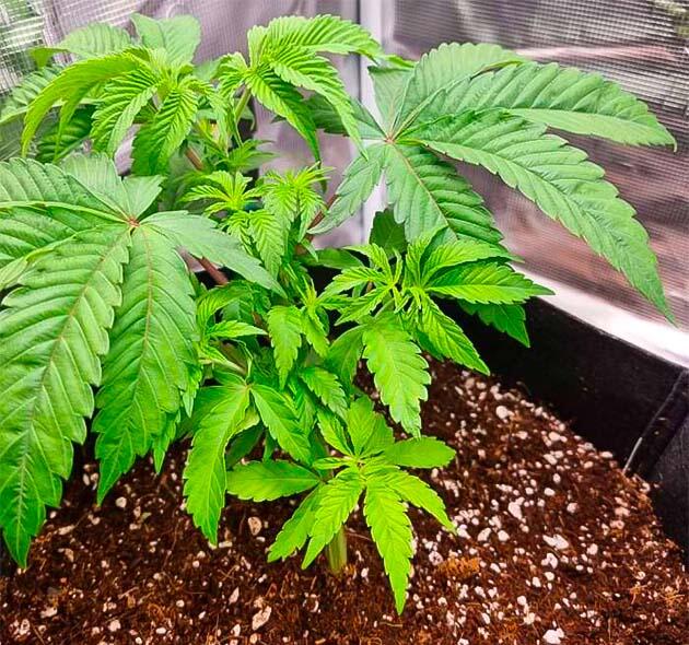 Куст Strawberry OG Cookies R1 от Ethos Genetics на 6 неделе