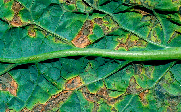 Заражение растений альтернарией Лист пораженный плесенью