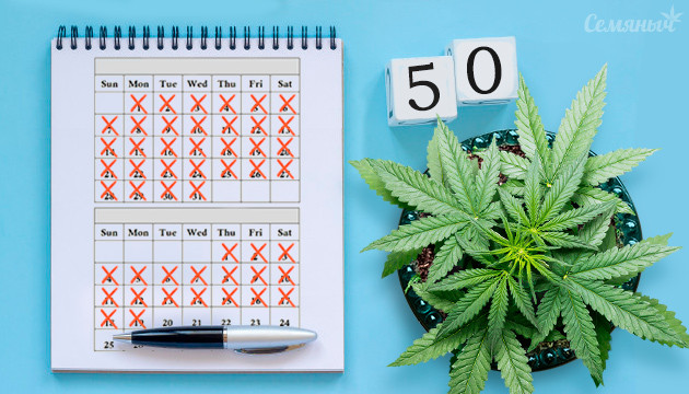 Сорта каннабиса пятидесятидневки