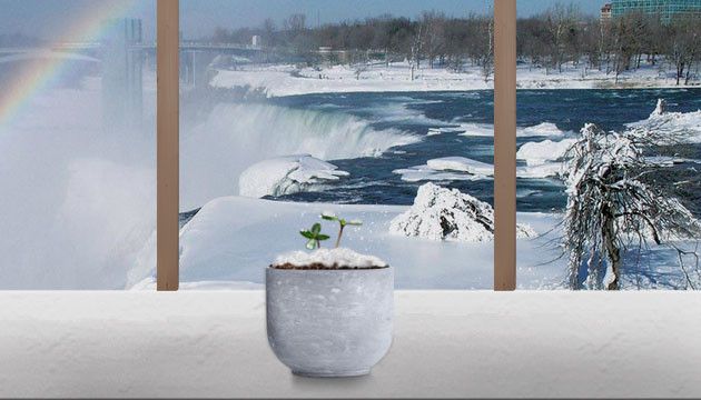 Нет оптимальных условий для роста конопли