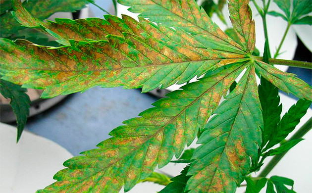 Признак заражения куста альтернарией Лист каннабиса покрытый коричневыми пятнами