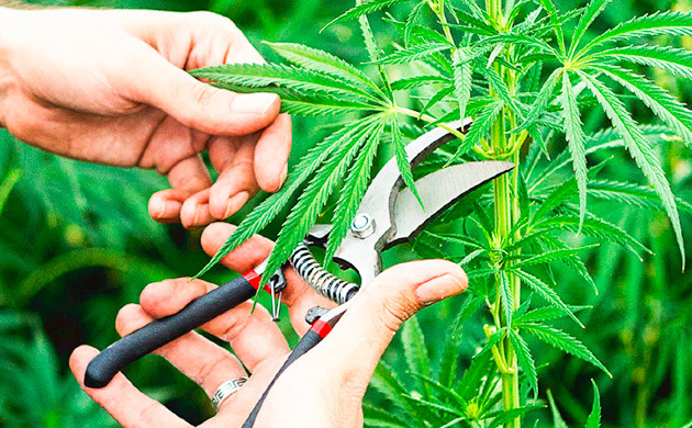 Хорошая санитарная обработка