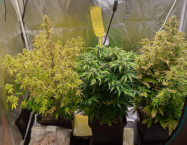 Три куста конопли в гроубоксе