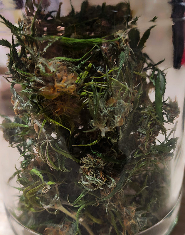 Сбор урожая Roze Runtz